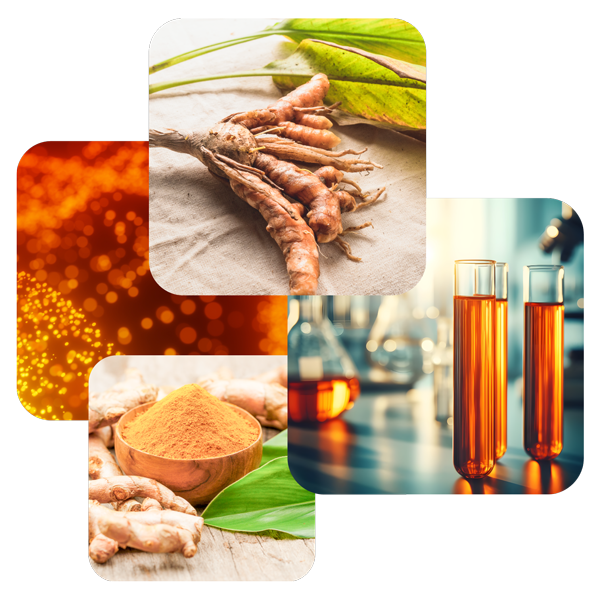 Raíz de cúrcuma, polvo de curcumina e investigación en laboratorio